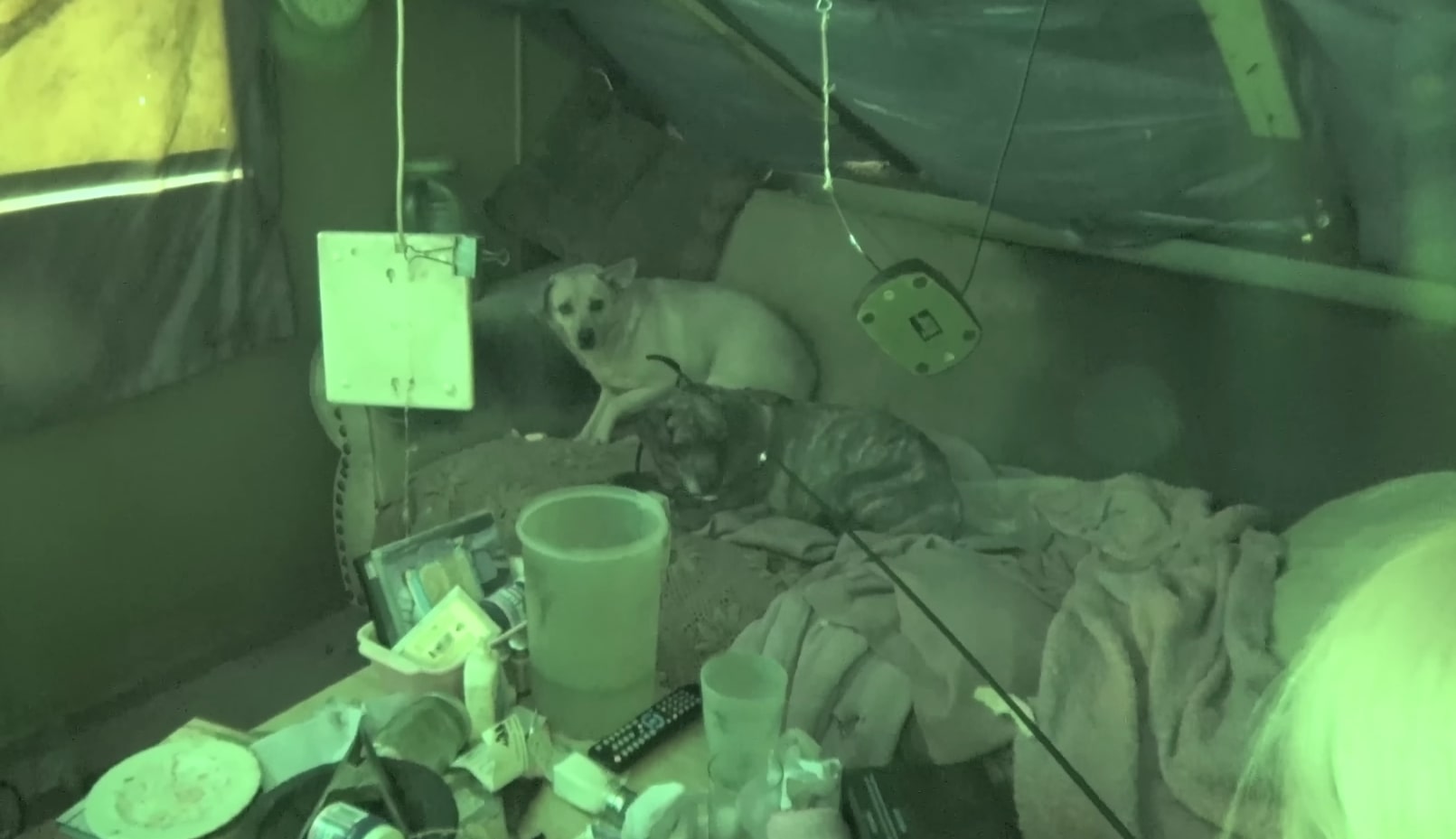 two dogs lying together on the couch