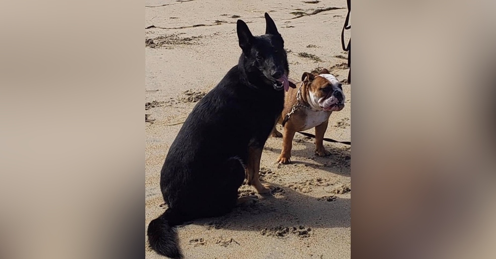 two dogs on beach