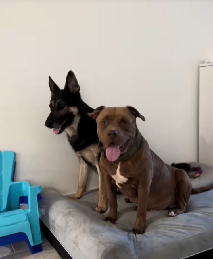 two dogs on bed