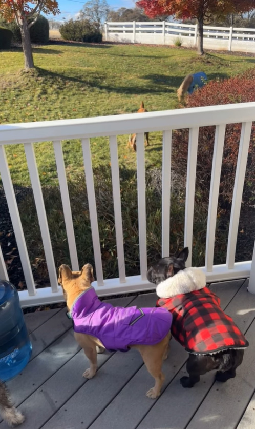 two dogs on porch