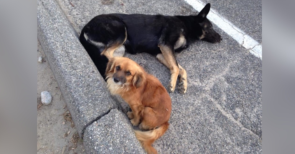two dogs on street