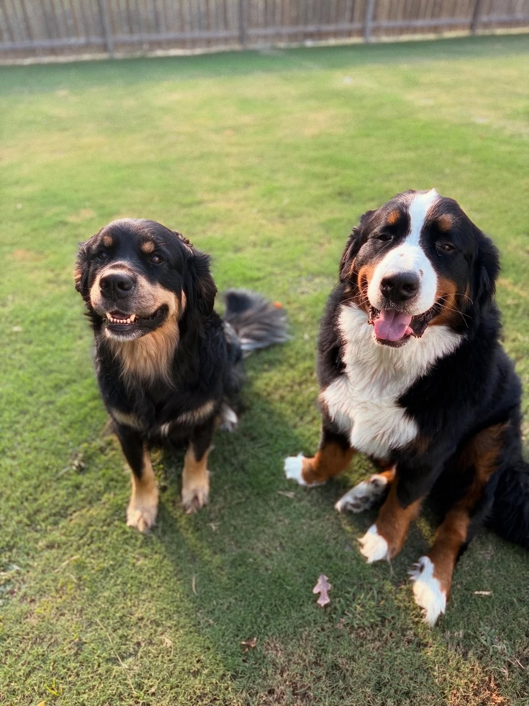 two dogs sitting on grass