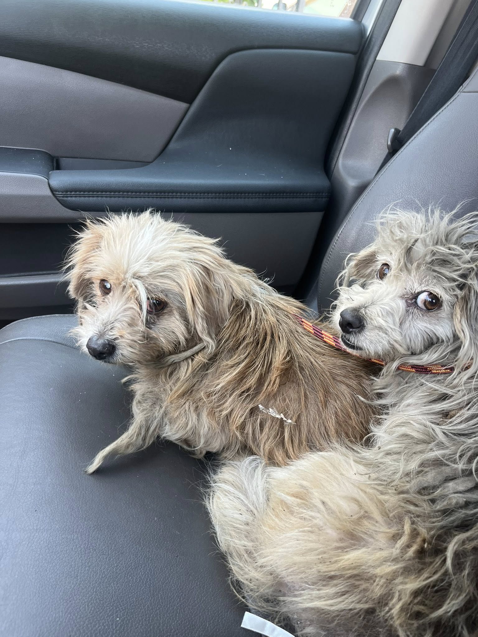 two dogs sitting on the car seat