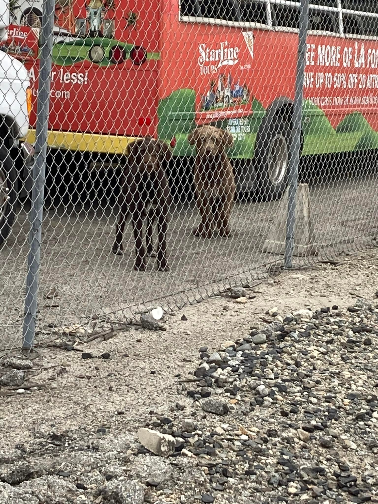 two dogs standing behind a fence