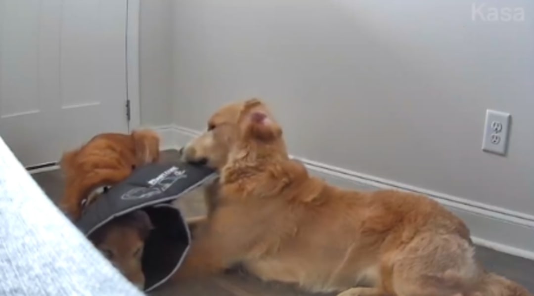 two golden retrievers