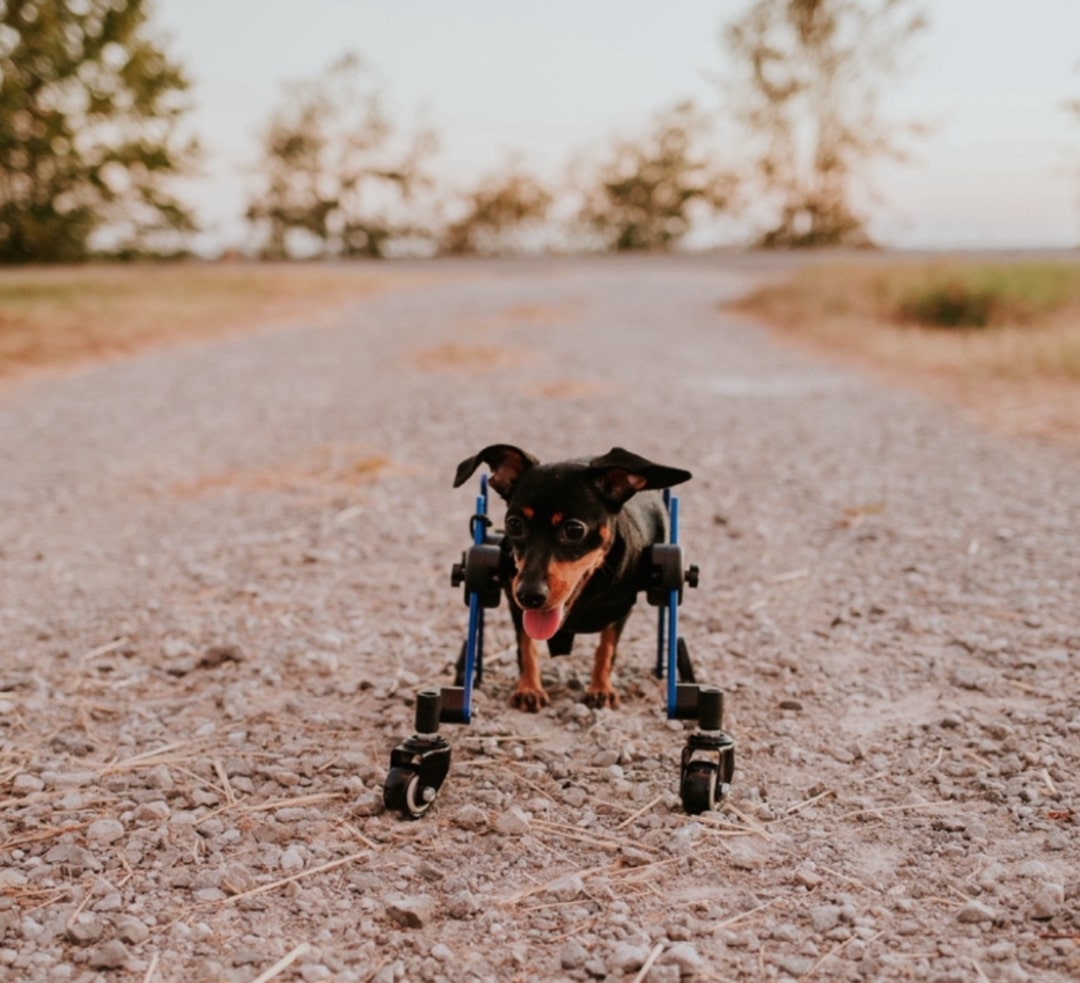 two legged puppy in a wheelchair