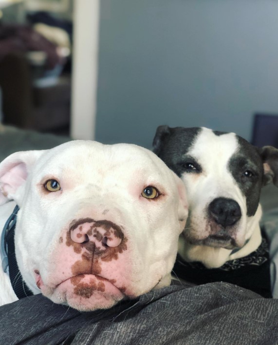 two pit bulls next to each other
