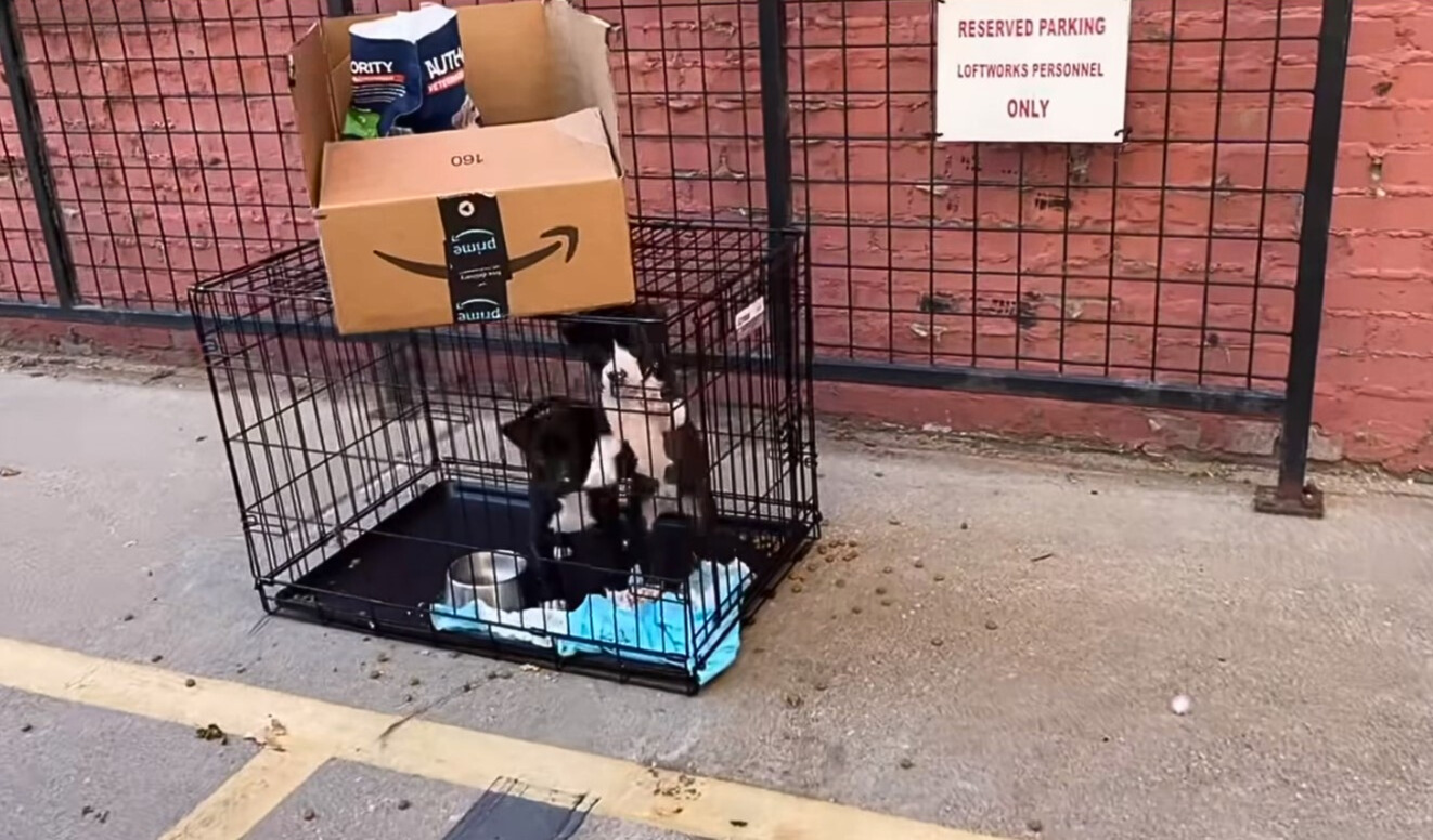 two puppies in a cage on the sidewalk