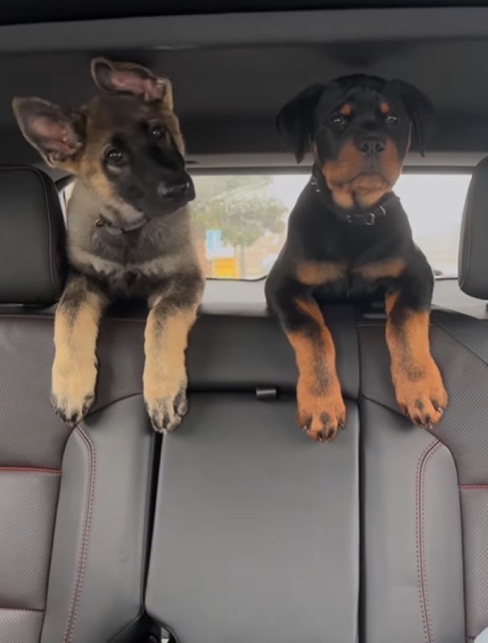 two puppies in car