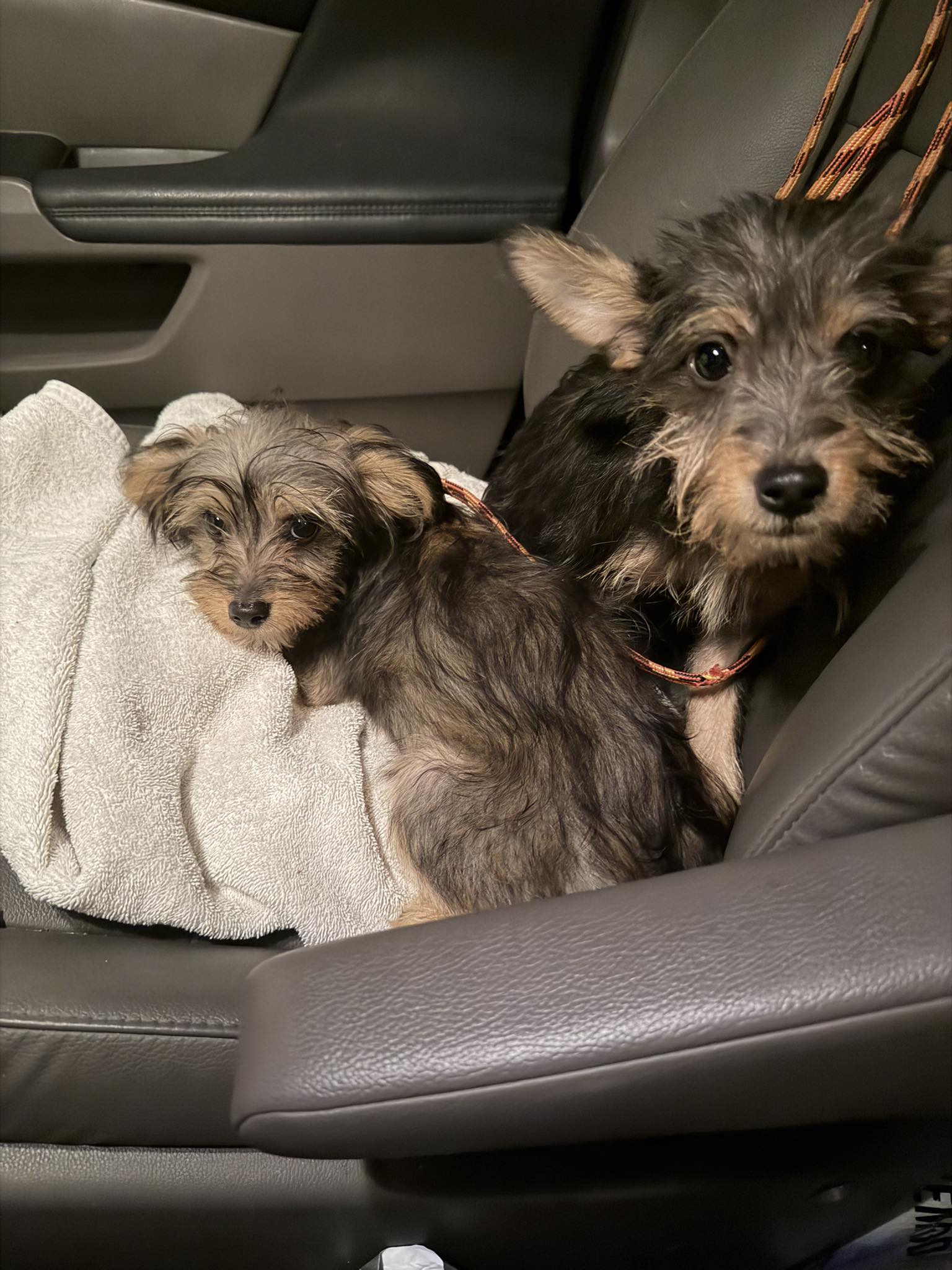 two puppies in car