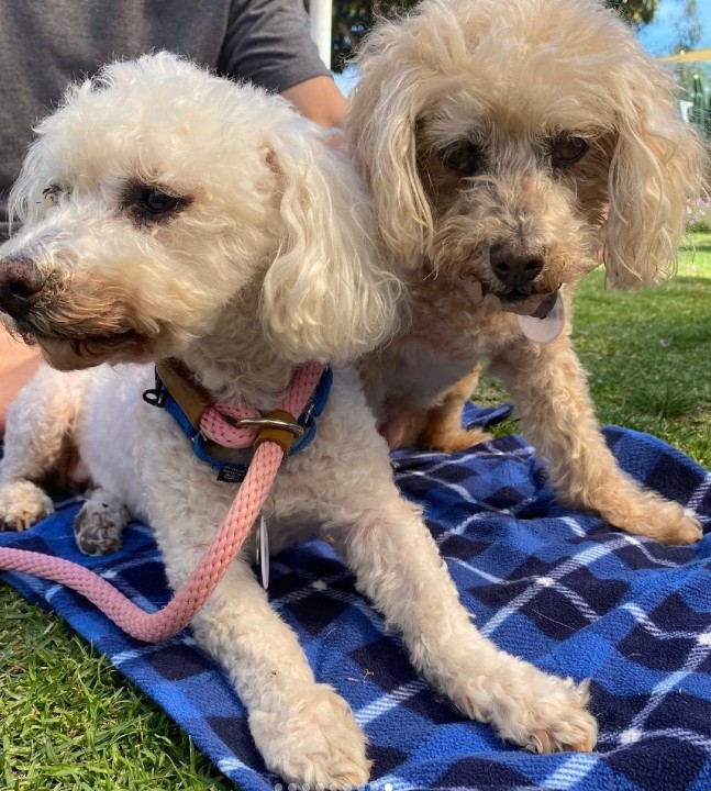 two puppies on a blue blanket