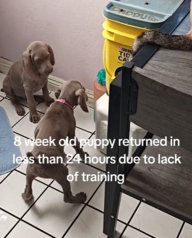 two puppies on the tiles