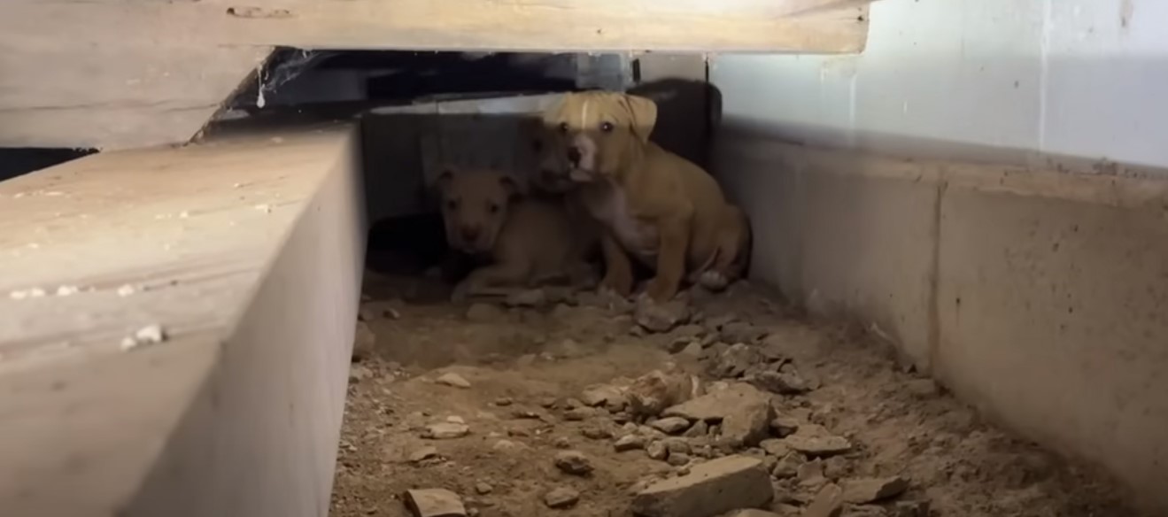 two small dogs under the wall