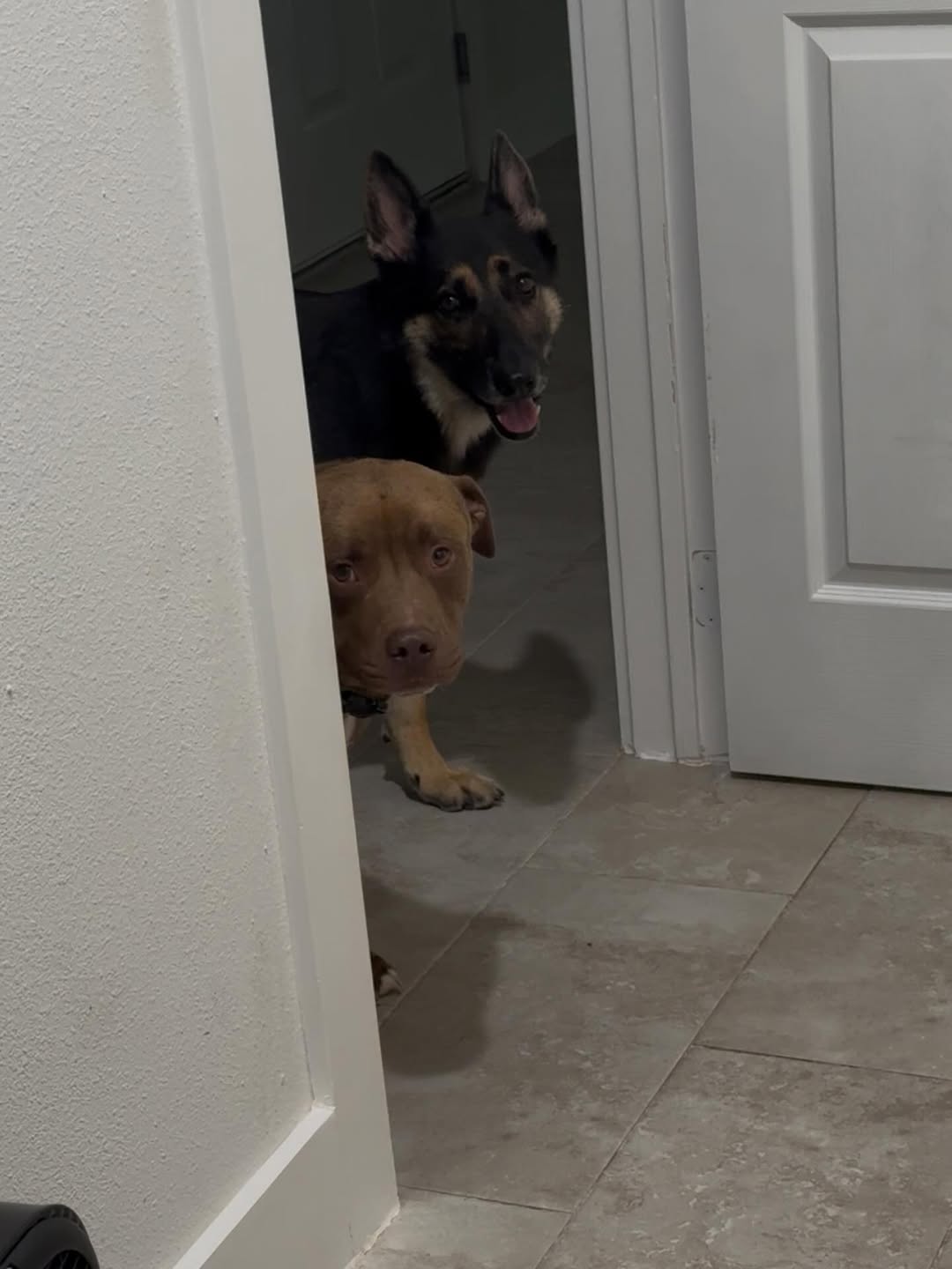 two sweet dogs in house