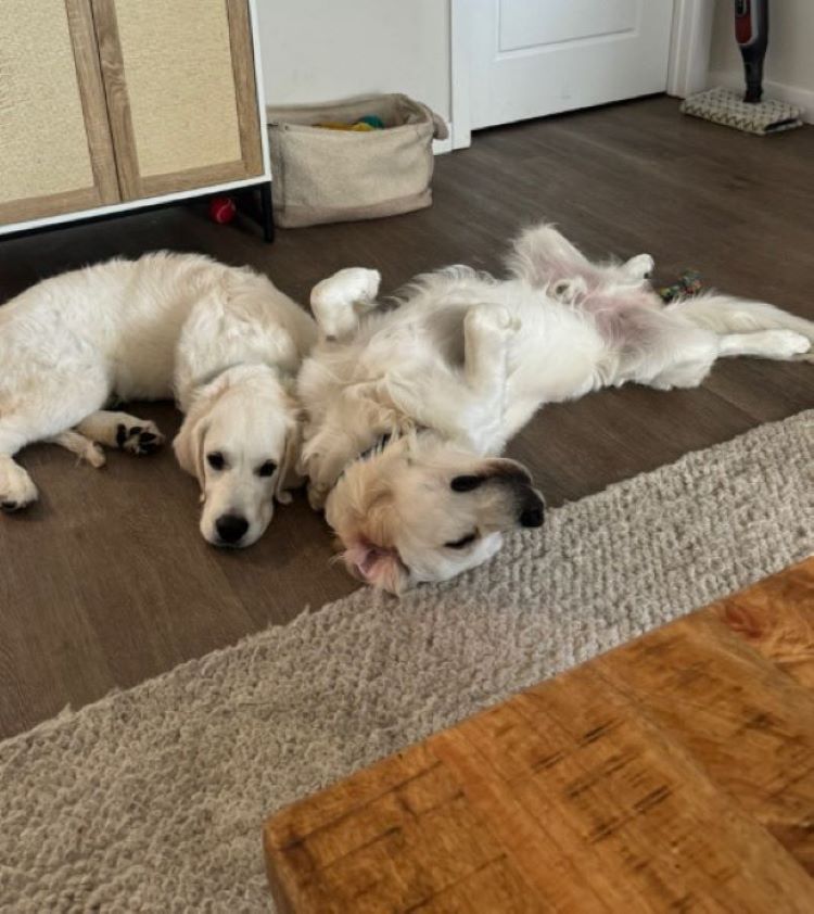 two white dogs lying on the laminate