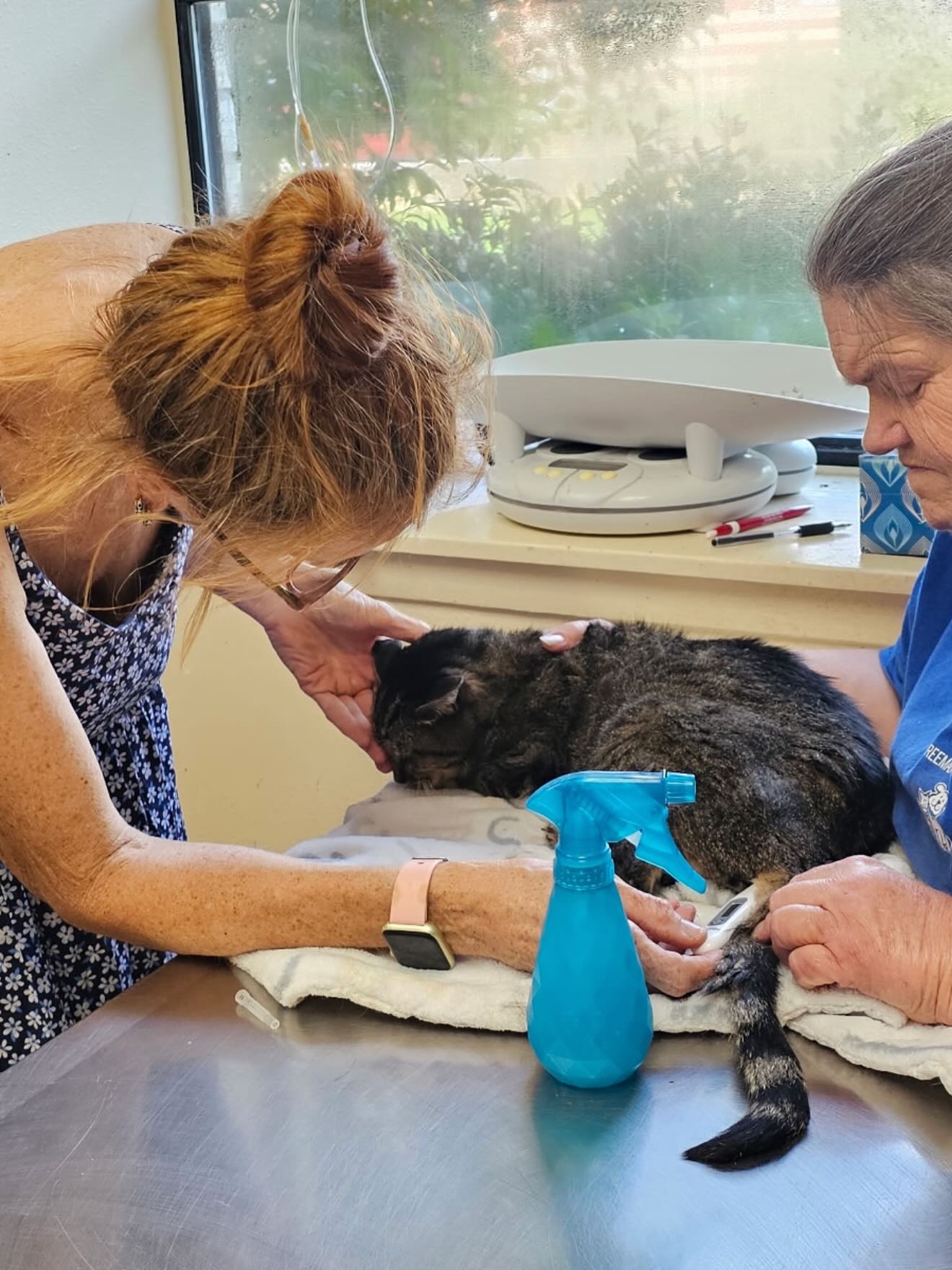 two women examining a cat