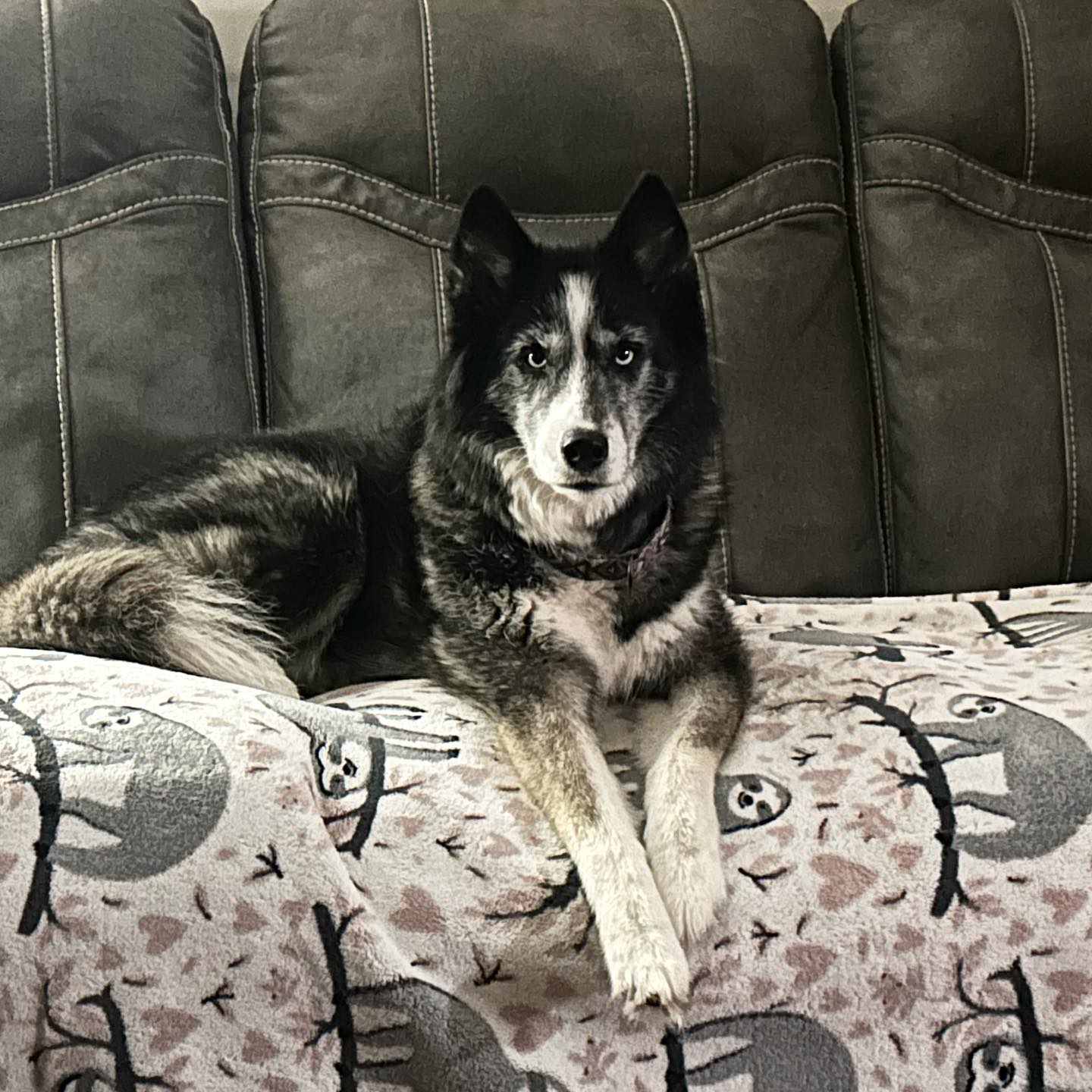 very beautiful dog laying on couch