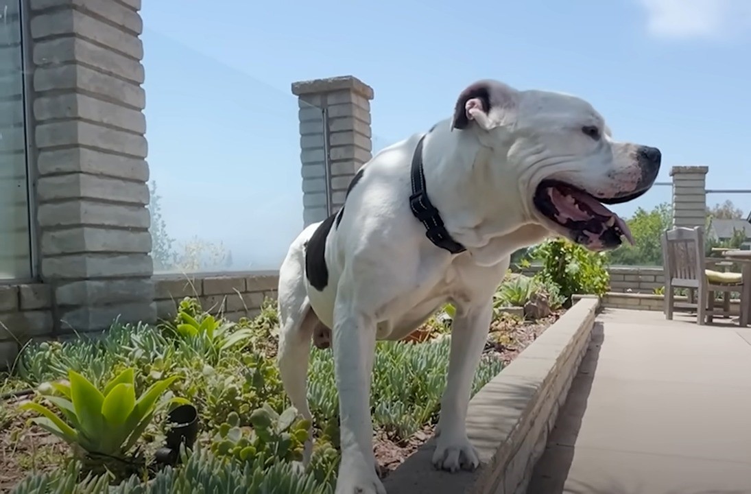 very beautiful white dog