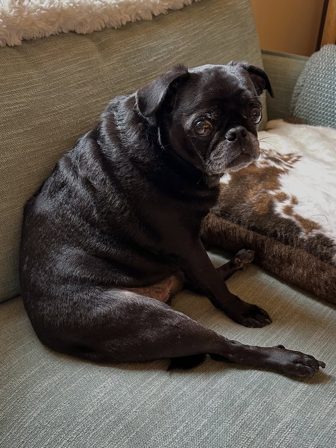 very cute tiny puppy