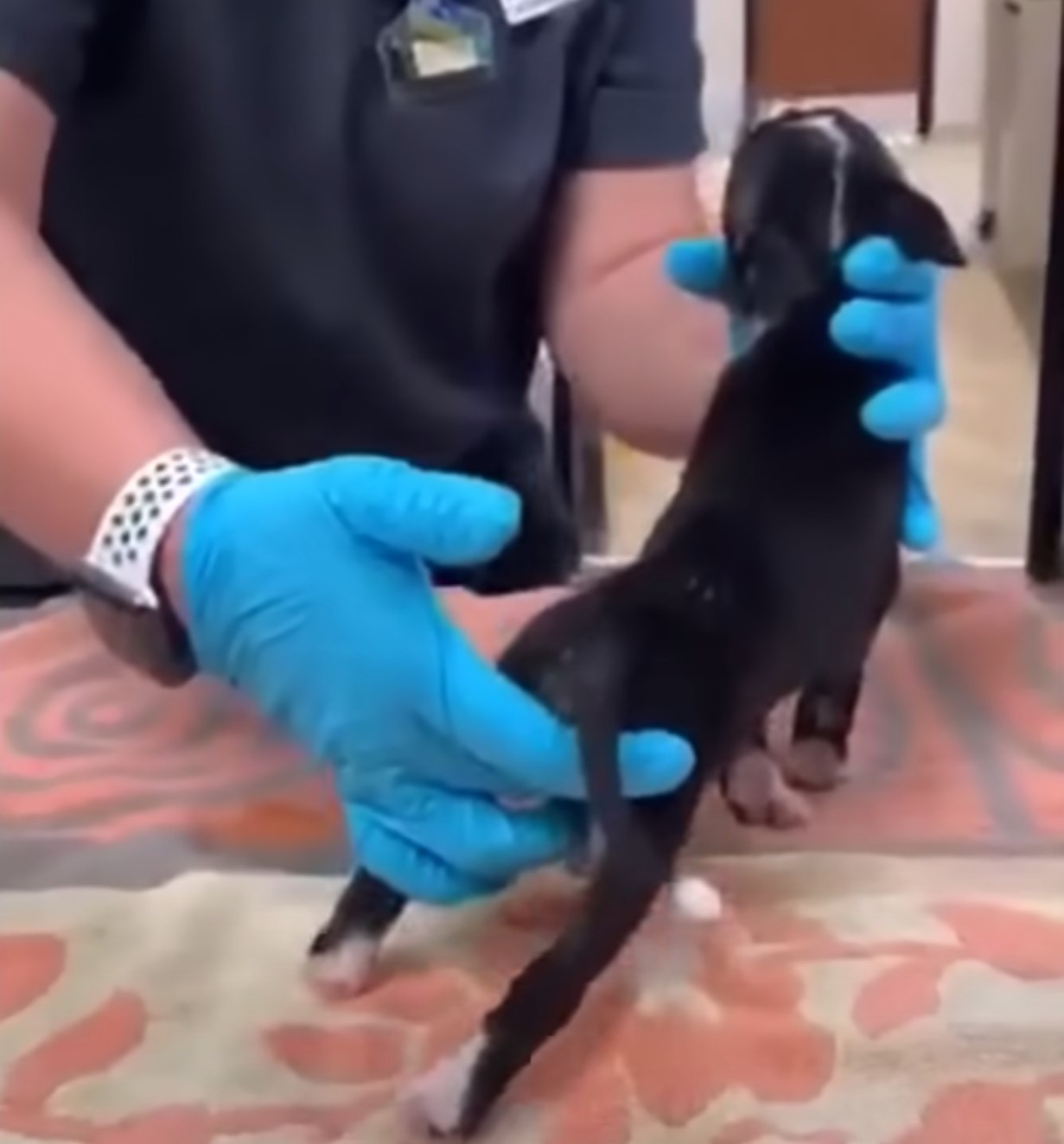 vet checking a newborn pup