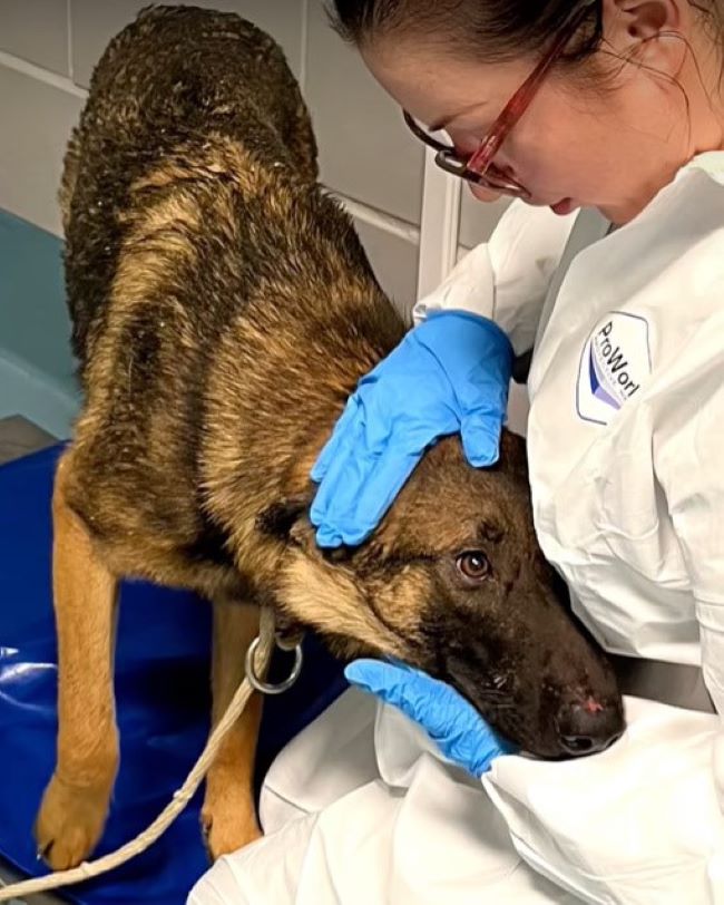 vet petting the puppy