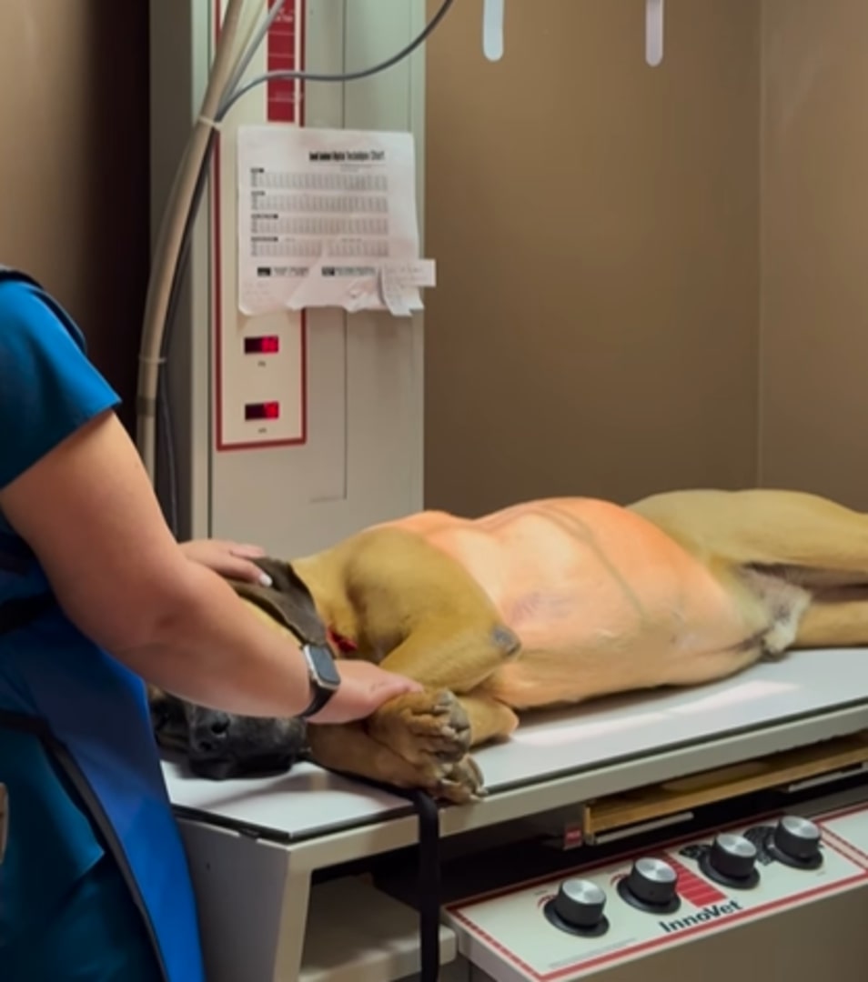 veterinarian examining dog on table