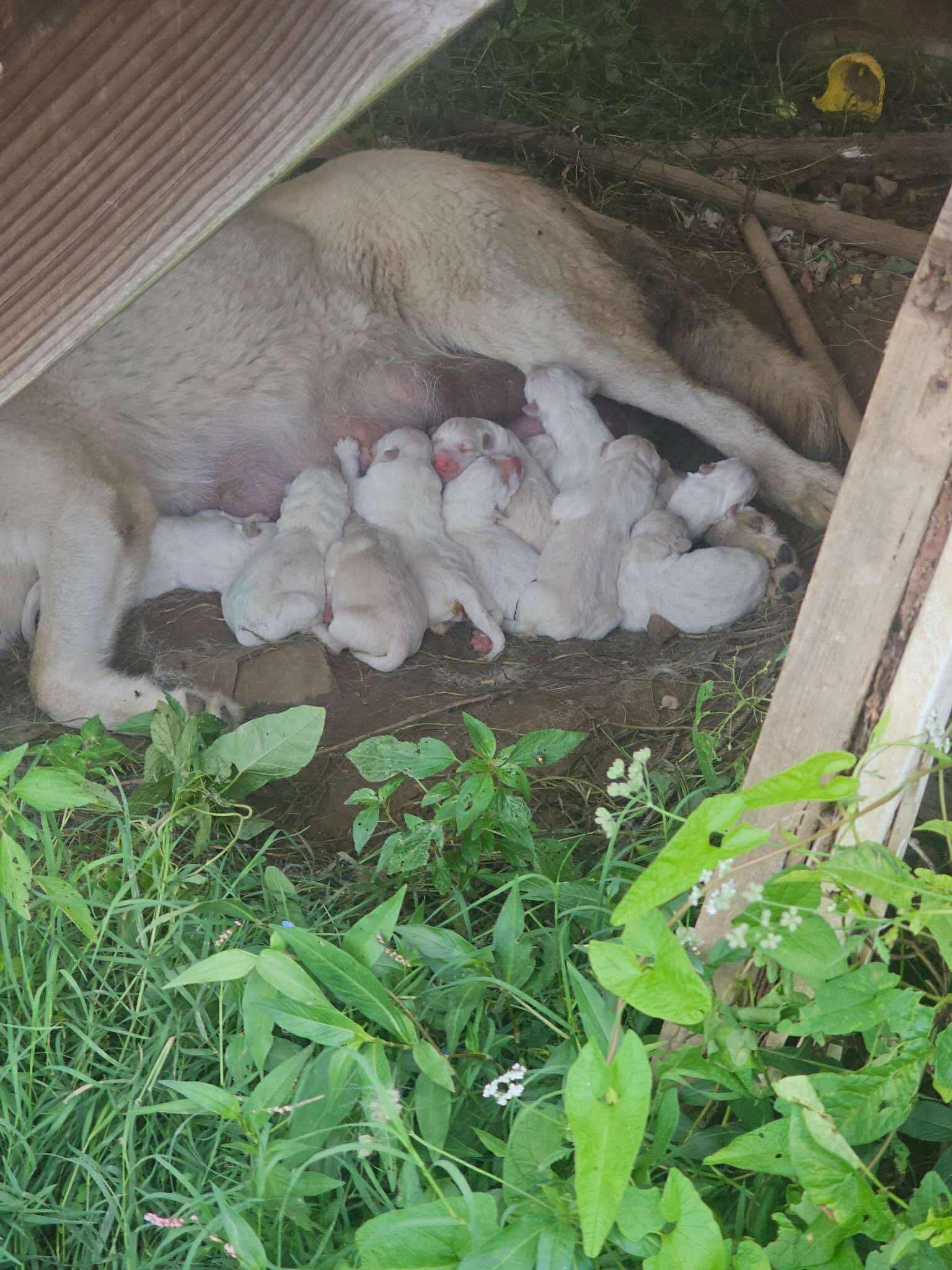 white dog feeding a newborn puppies