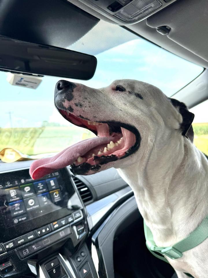 white dog in car