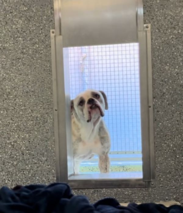 white dog in shelter
