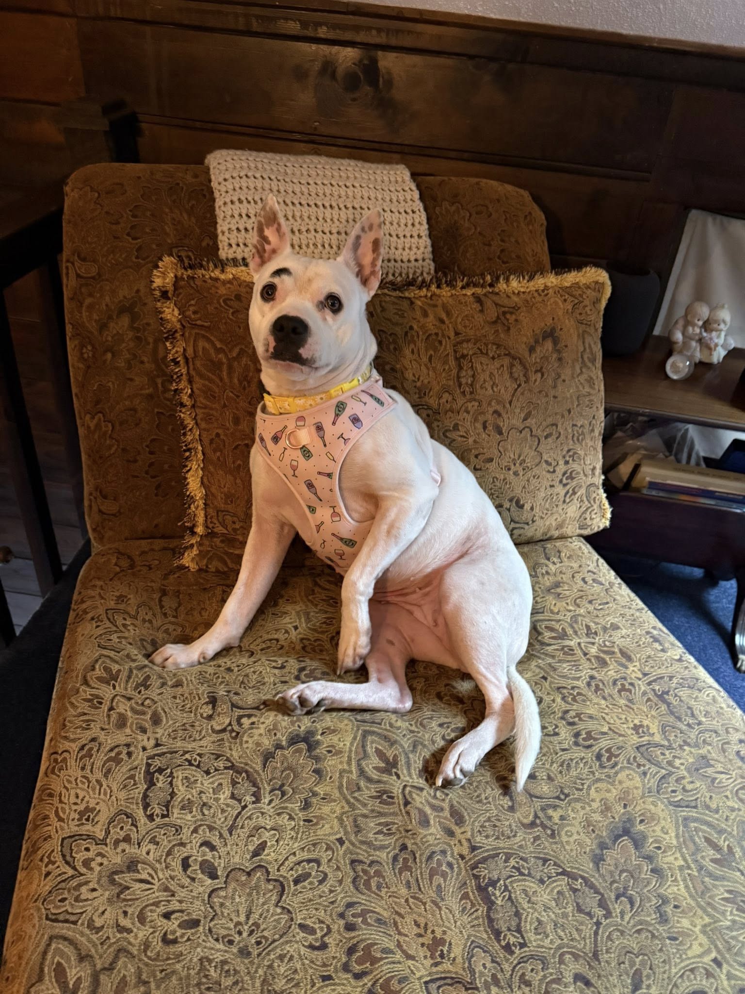 white dog laying down