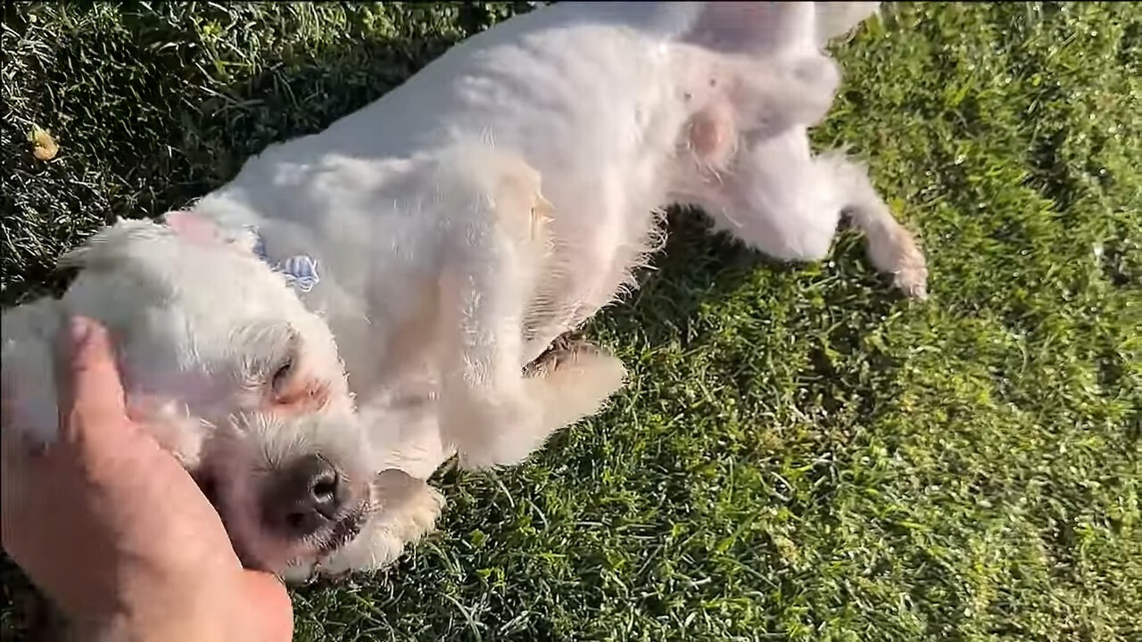 white dog laying down on grass