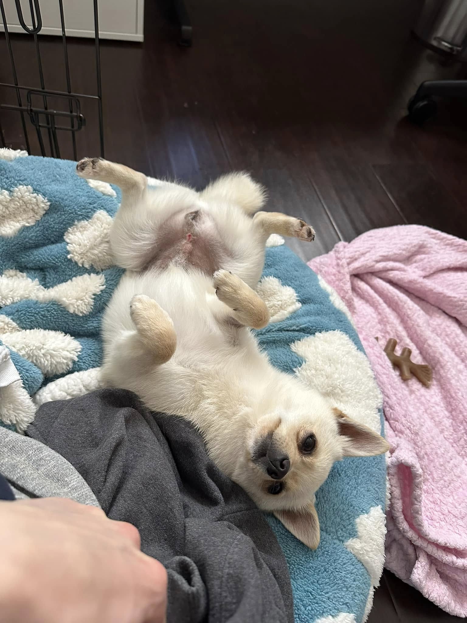 white dog laying on back