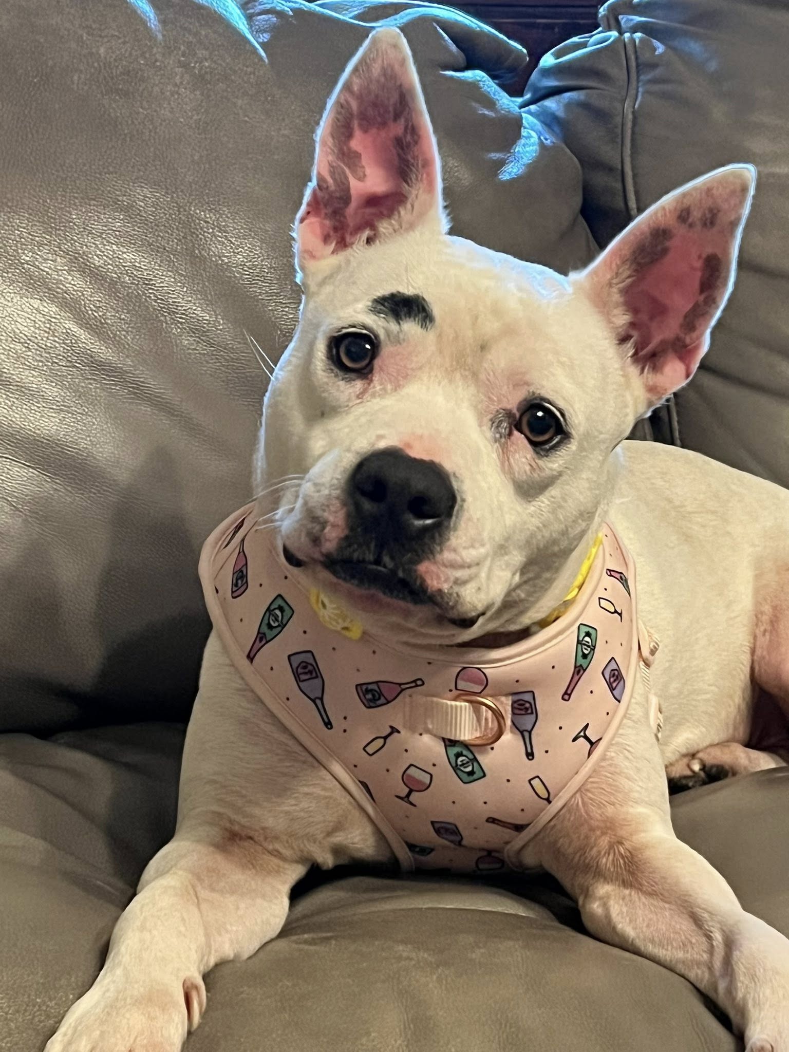 white dog laying on couch