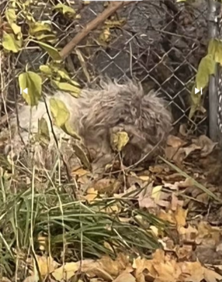 white dog laying on leaves