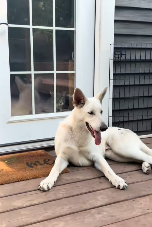 white dog laying on porch