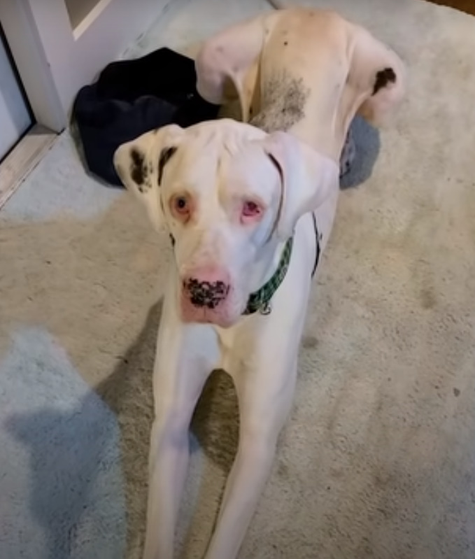 white dog laying on rug