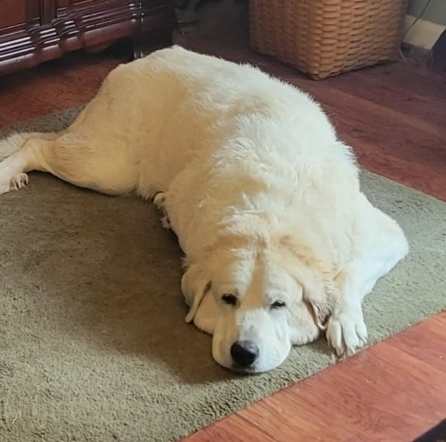 white dog laying on rug