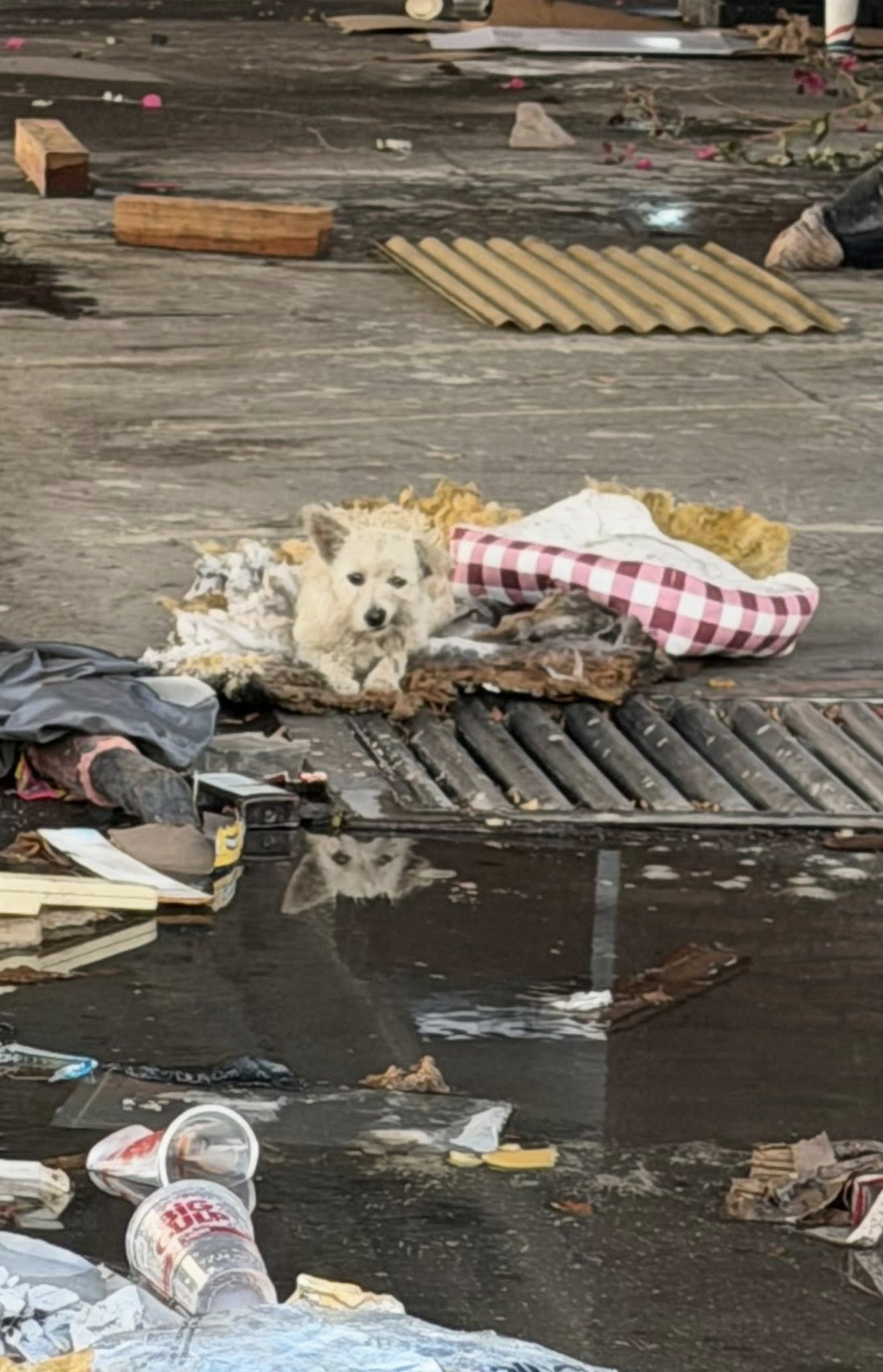 white dog laying on trash