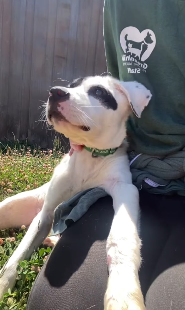 white dog leaning on woman's knee