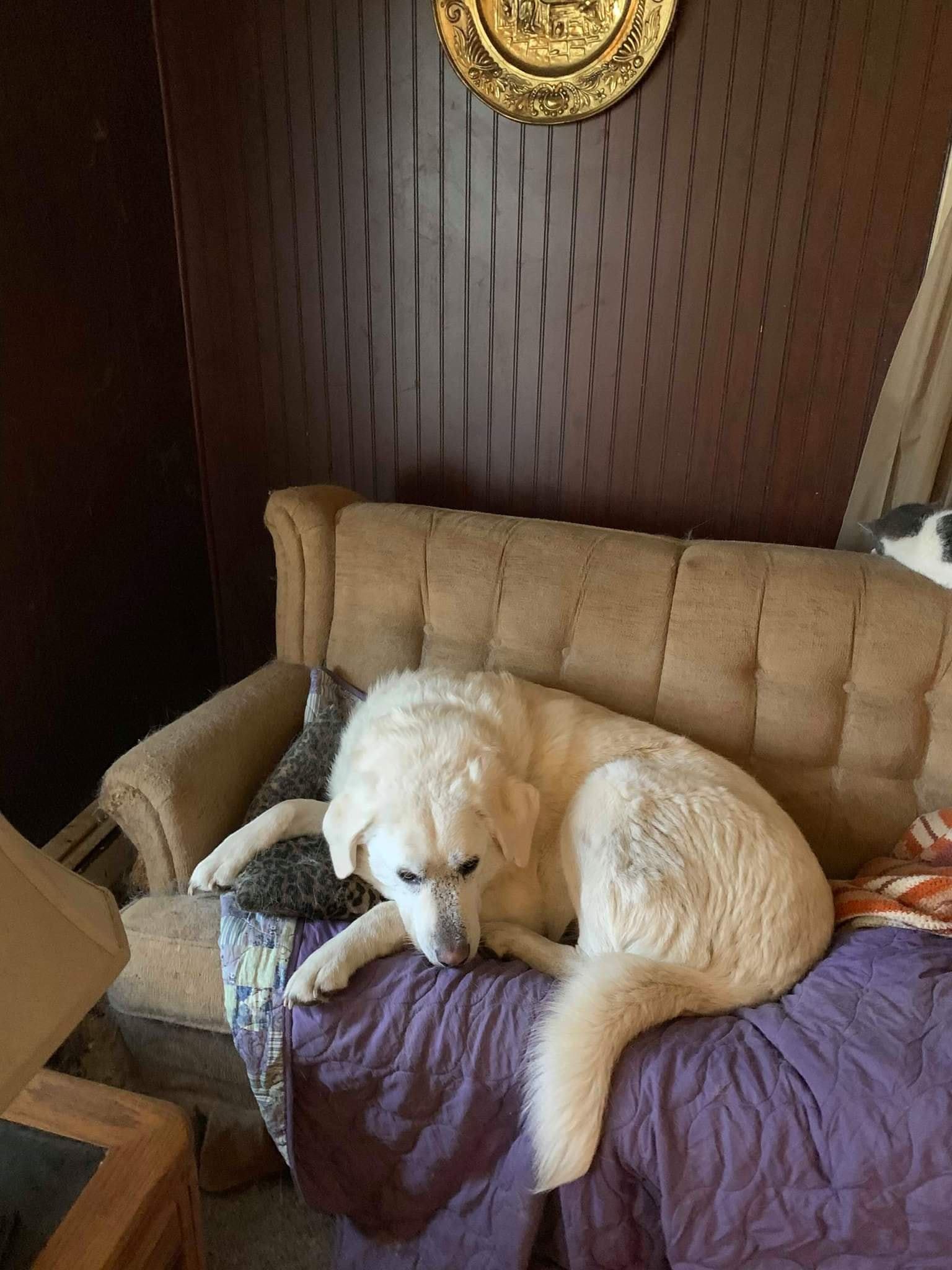 white dog lying on the couch