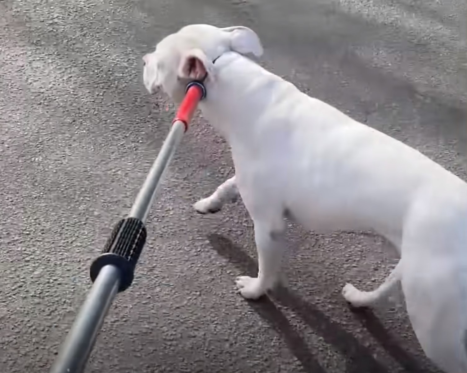 white dog on a leash