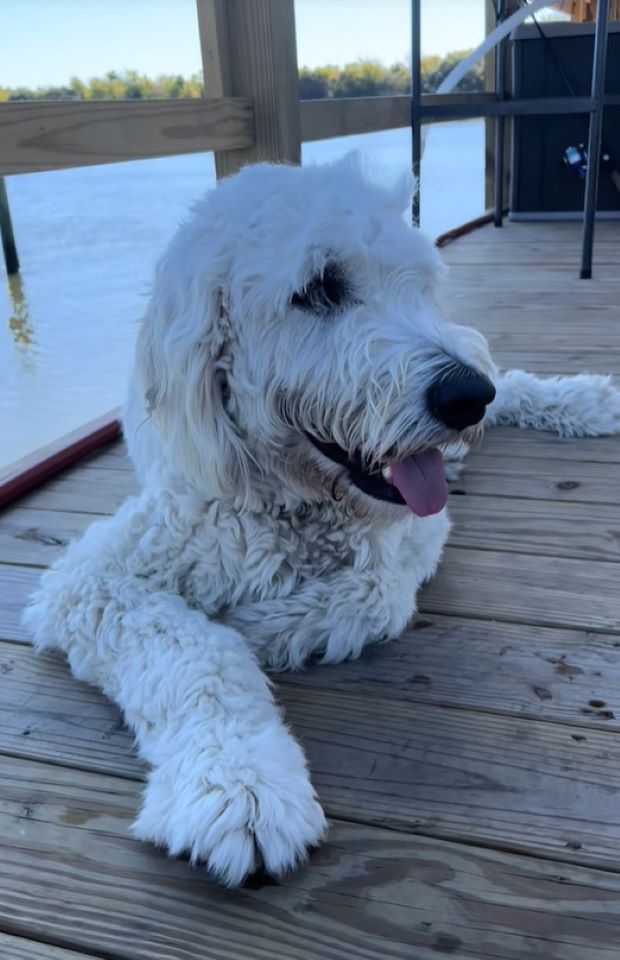 white dog on dock