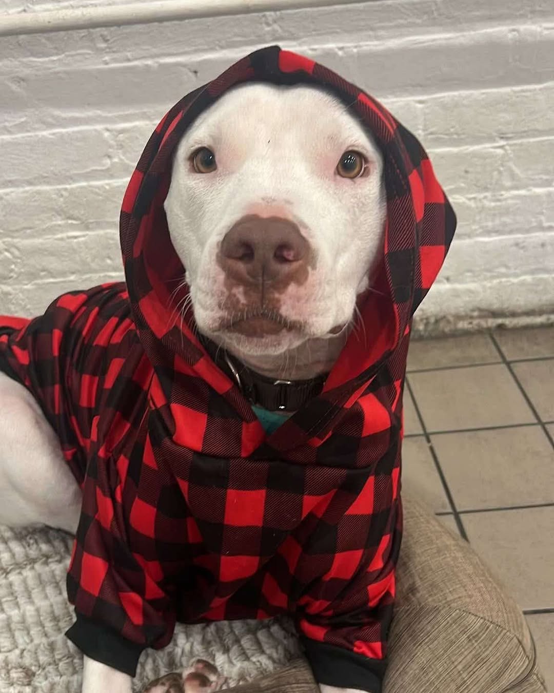 white dog with clothes on