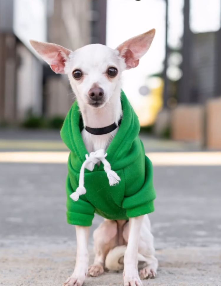 white dog with green hoodie