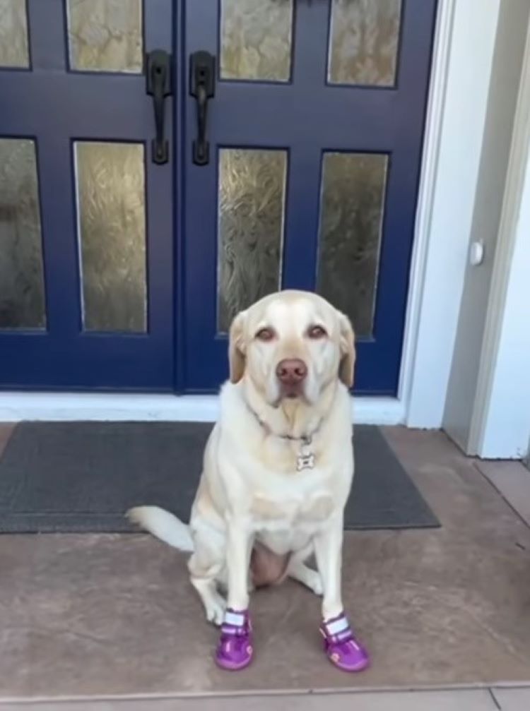 white dog with shoes on