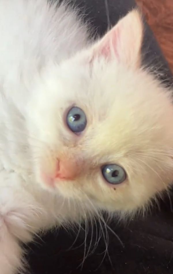 white kitten with blue eyes