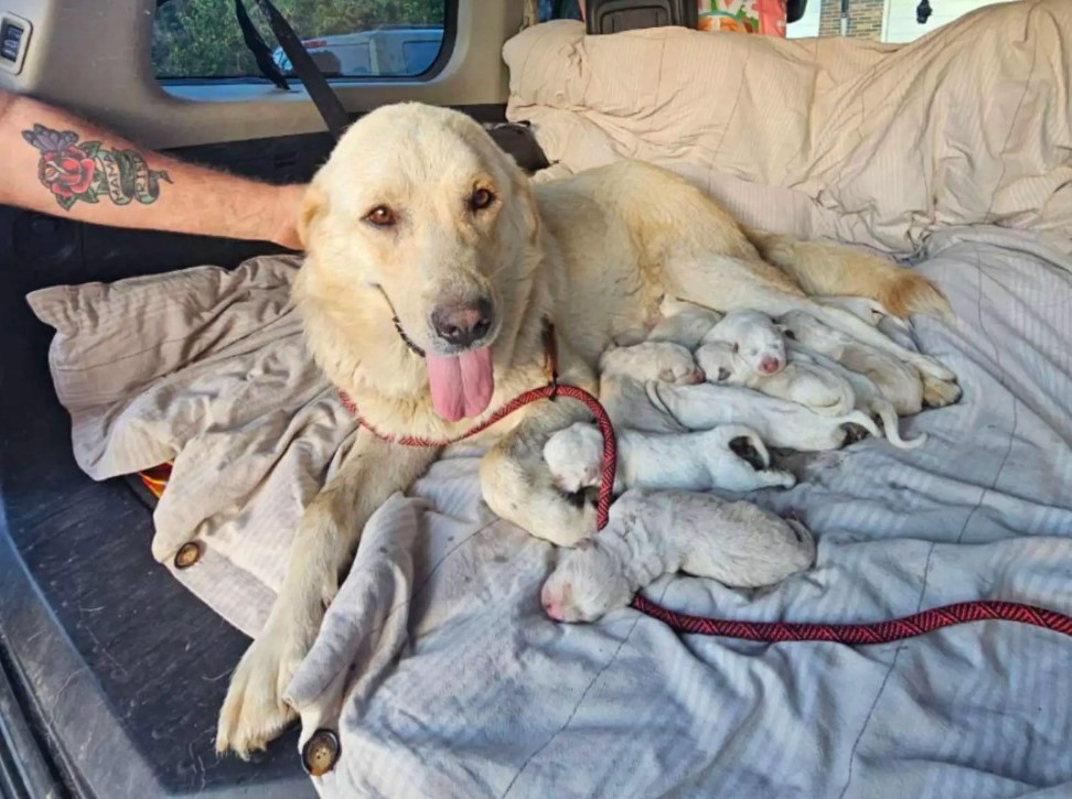 white mother dog and puppies