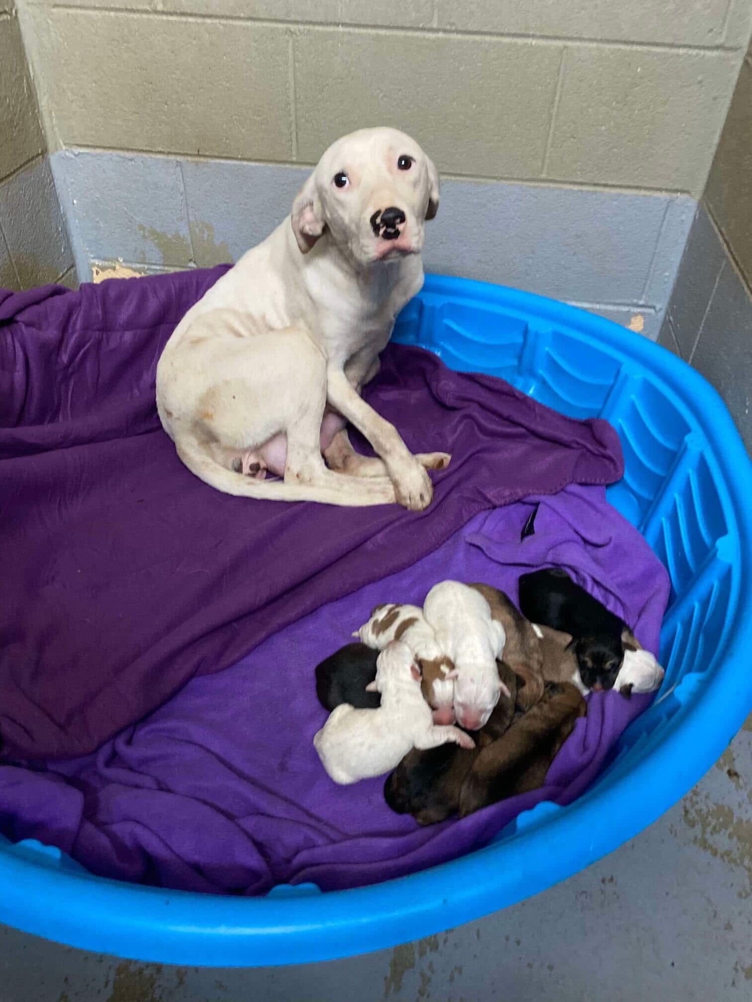 white mother dog and puppies
