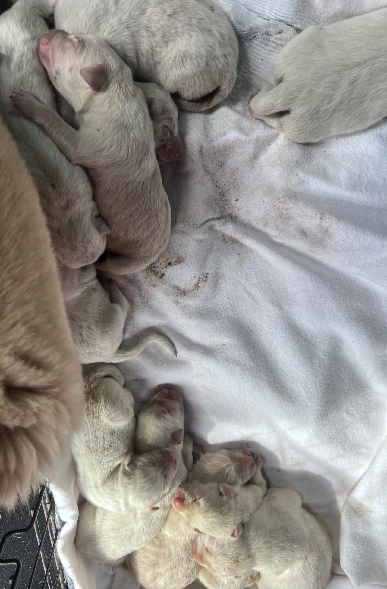 white newborn puppies and dog