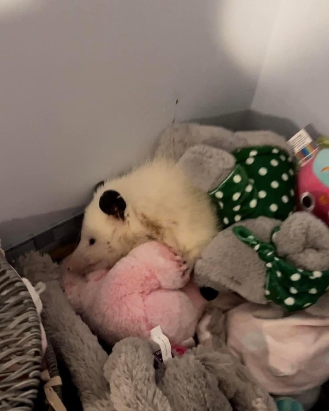 white opossum with toys